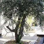 Ambrosia 3* ناربون